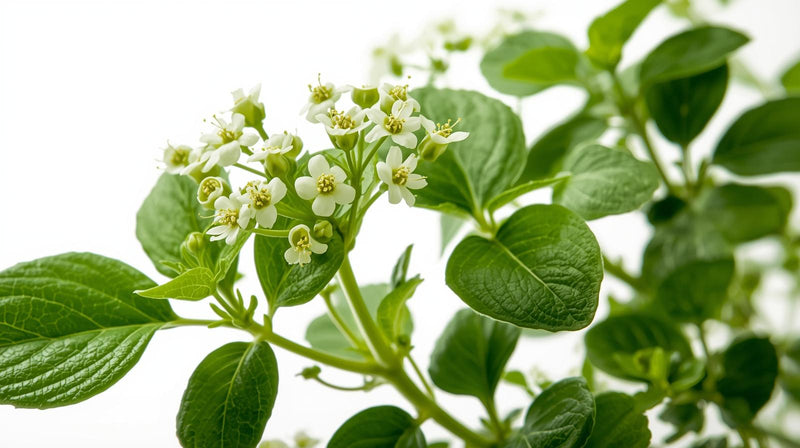 Bacopa Monnieri (50% HPLC)